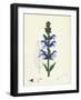 Salvia Pratensis Meadow Clary-null-Framed Giclee Print