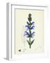 Salvia Pratensis Meadow Clary-null-Framed Giclee Print