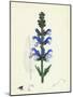 Salvia Pratensis Meadow Clary-null-Mounted Giclee Print