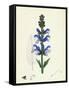 Salvia Pratensis Meadow Clary-null-Framed Stretched Canvas