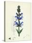 Salvia Pratensis Meadow Clary-null-Stretched Canvas