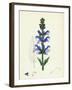 Salvia Pratensis Meadow Clary-null-Framed Giclee Print