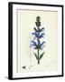 Salvia Pratensis Meadow Clary-null-Framed Giclee Print