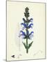 Salvia Pratensis Meadow Clary-null-Mounted Giclee Print