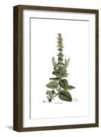 Salvia Sclarea, Flora Graeca-Ferdinand Bauer-Framed Giclee Print