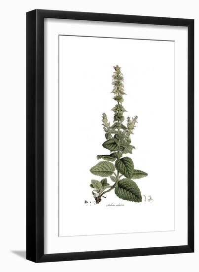 Salvia Sclarea, Flora Graeca-Ferdinand Bauer-Framed Giclee Print