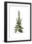 Salvia Sclarea, Flora Graeca-Ferdinand Bauer-Framed Giclee Print