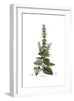 Salvia Sclarea, Flora Graeca-Ferdinand Bauer-Framed Giclee Print