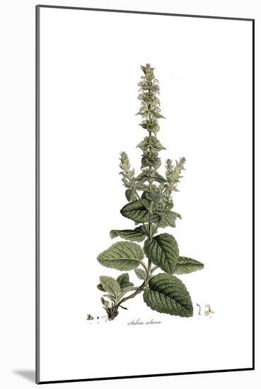 Salvia Sclarea, Flora Graeca-Ferdinand Bauer-Mounted Giclee Print