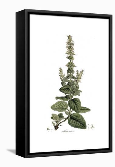 Salvia Sclarea, Flora Graeca-Ferdinand Bauer-Framed Stretched Canvas