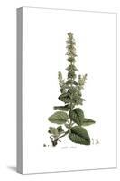 Salvia Sclarea, Flora Graeca-Ferdinand Bauer-Stretched Canvas