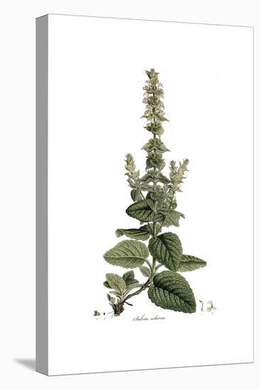 Salvia Sclarea, Flora Graeca-Ferdinand Bauer-Stretched Canvas