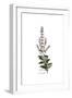 Salvia Triloba, Flora Graeca-Ferdinand Bauer-Framed Giclee Print