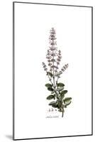 Salvia Triloba, Flora Graeca-Ferdinand Bauer-Mounted Giclee Print