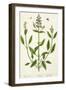 Salviam from "A Curious Herbal," 1782-Elizabeth Blackwell-Framed Giclee Print