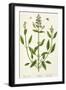 Salviam from "A Curious Herbal," 1782-Elizabeth Blackwell-Framed Giclee Print