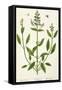 Salviam from "A Curious Herbal," 1782-Elizabeth Blackwell-Framed Stretched Canvas