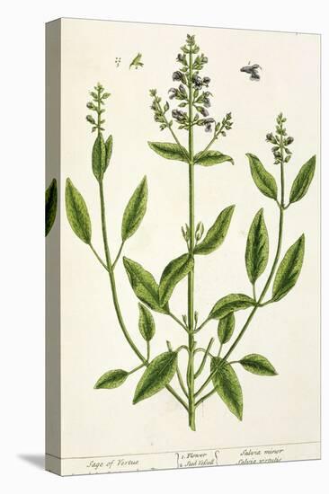 Salviam from "A Curious Herbal," 1782-Elizabeth Blackwell-Stretched Canvas