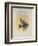 Salvin's Coquette, Lophornis Adorabilis-John Gould-Framed Giclee Print