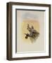 Salvin's Coquette, Lophornis Adorabilis-John Gould-Framed Giclee Print