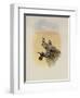 Salvin's Coquette, Lophornis Adorabilis-John Gould-Framed Giclee Print