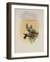 Salvin's Coquette, Lophornis Adorabilis-John Gould-Framed Giclee Print