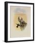 Salvin's Coquette, Lophornis Adorabilis-John Gould-Framed Giclee Print