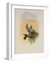 Salvin's Coquette, Lophornis Adorabilis-John Gould-Framed Giclee Print