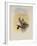 Salvin's Coquette, Lophornis Adorabilis-John Gould-Framed Giclee Print