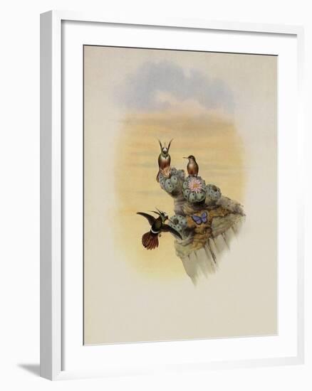 Salvin's Coquette, Lophornis Adorabilis-John Gould-Framed Giclee Print