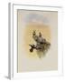 Salvin's Coquette, Lophornis Adorabilis-John Gould-Framed Giclee Print