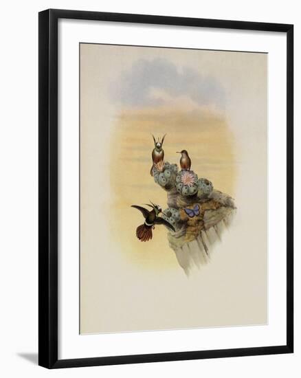 Salvin's Coquette, Lophornis Adorabilis-John Gould-Framed Giclee Print