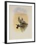Salvin's Coquette, Lophornis Adorabilis-John Gould-Framed Giclee Print