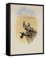 Salvin's Coquette, Lophornis Adorabilis-John Gould-Framed Stretched Canvas