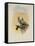 Salvin's Coquette, Lophornis Adorabilis-John Gould-Framed Stretched Canvas