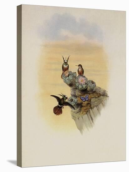 Salvin's Coquette, Lophornis Adorabilis-John Gould-Stretched Canvas