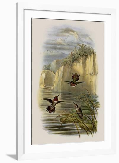 Salvin's Flame-Bearer, Selasphorus Ardens-John Gould-Framed Giclee Print