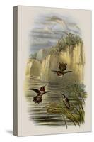 Salvin's Flame-Bearer, Selasphorus Ardens-John Gould-Stretched Canvas