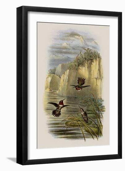 Salvin's Flame-Bearer, Selasphorus Ardens-John Gould-Framed Giclee Print