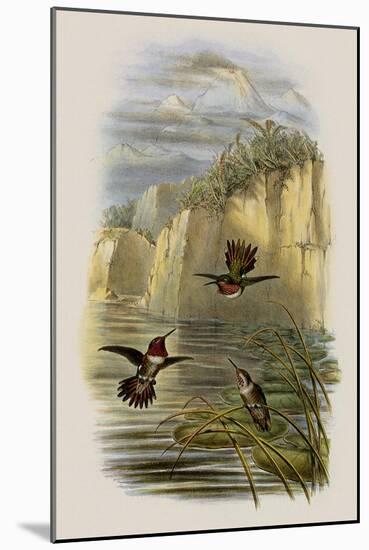 Salvin's Flame-Bearer, Selasphorus Ardens-John Gould-Mounted Giclee Print