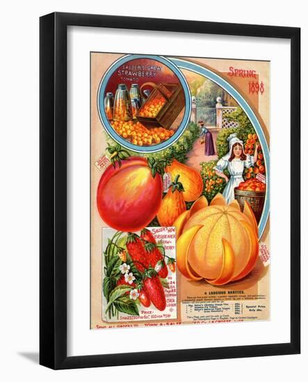 Salzer's Great Strawberry Tomato, Spring 1898-null-Framed Art Print