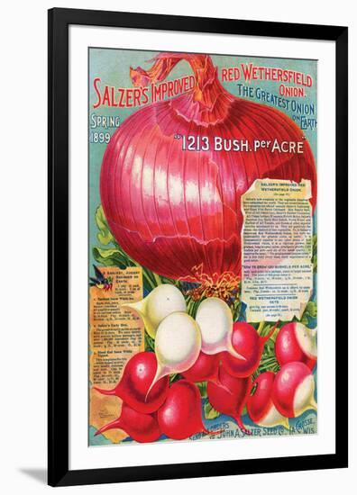 Salzer's Improved Red Onion-null-Framed Art Print