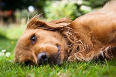 Dog Lieing on its Side Looking into the Camera-Sam Chadwick-Photographic Print