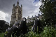 Feral Pigeons (Columba Livia) Outside the Houses of Parliament in Westminster. London, UK-Sam Hobson-Photographic Print
