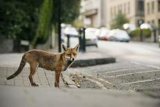 Young Urban Red Fox (Vulpes Vulpes) with Street Lights Behind. Bristol, UK. August-Sam Hobson-Photographic Print