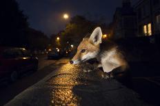 Young Urban Red Fox (Vulpes Vulpes) Standing on a Wall at Night-Sam Hobson-Photographic Print