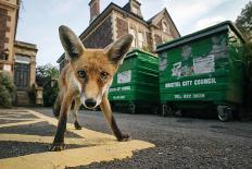 Young Urban Red Fox (Vulpes Vulpes) Standing In Front Of Bristol City Council Dustbins-Sam Hobson-Photographic Print