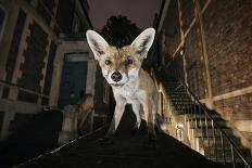 Young Urban Red Fox (Vulpes Vulpes) Standing on a Wall at Night-Sam Hobson-Photographic Print