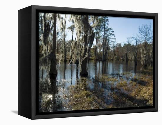 Sam Houston Jones State Park, Lake Charles, Louisiana, USA-Ethel Davies-Framed Stretched Canvas