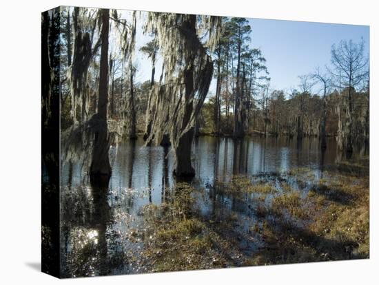 Sam Houston Jones State Park, Lake Charles, Louisiana, USA-Ethel Davies-Stretched Canvas